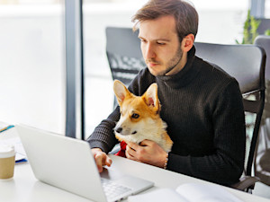 Man working at the office with her Corgi dog in his lap.