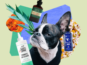 bulldog in a collage with grooming products