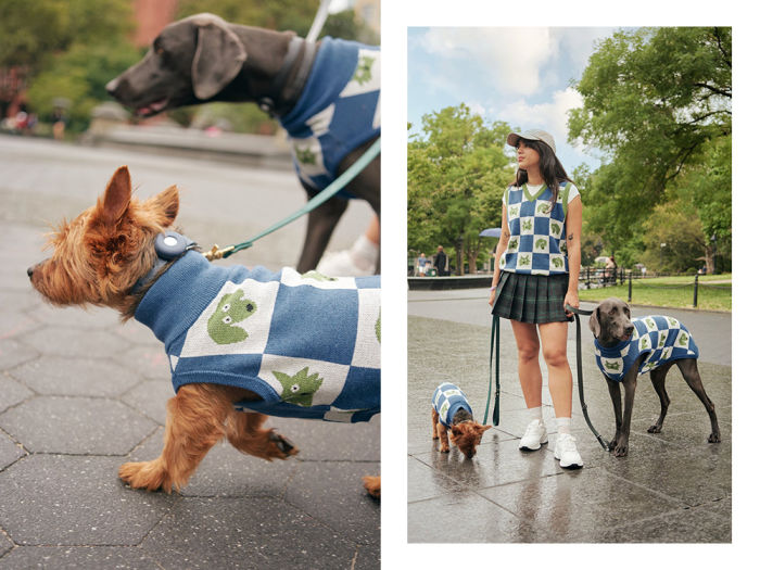 dogs in sweaters being walked