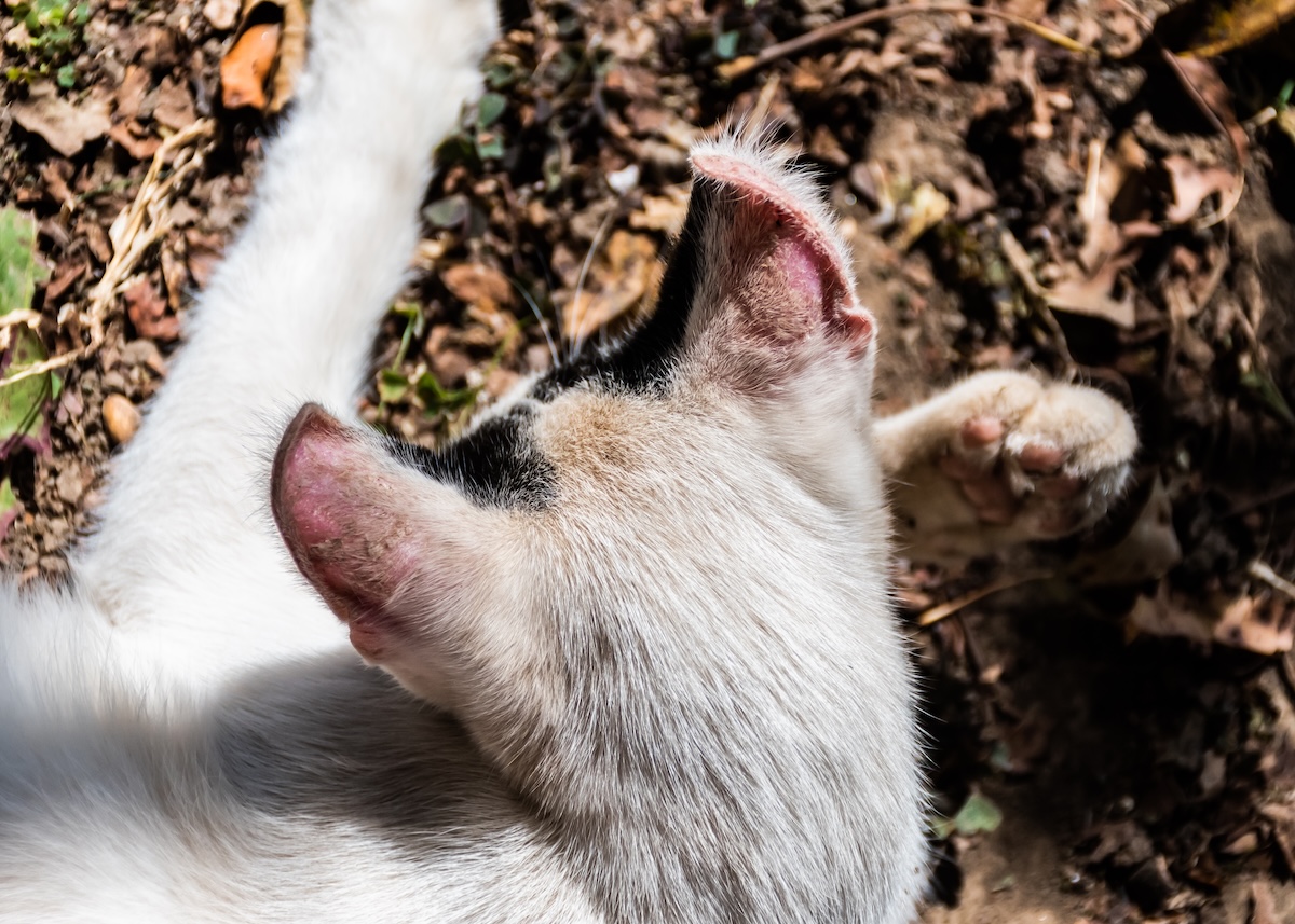 a picture of the top of a white cat's head with sunburned ears