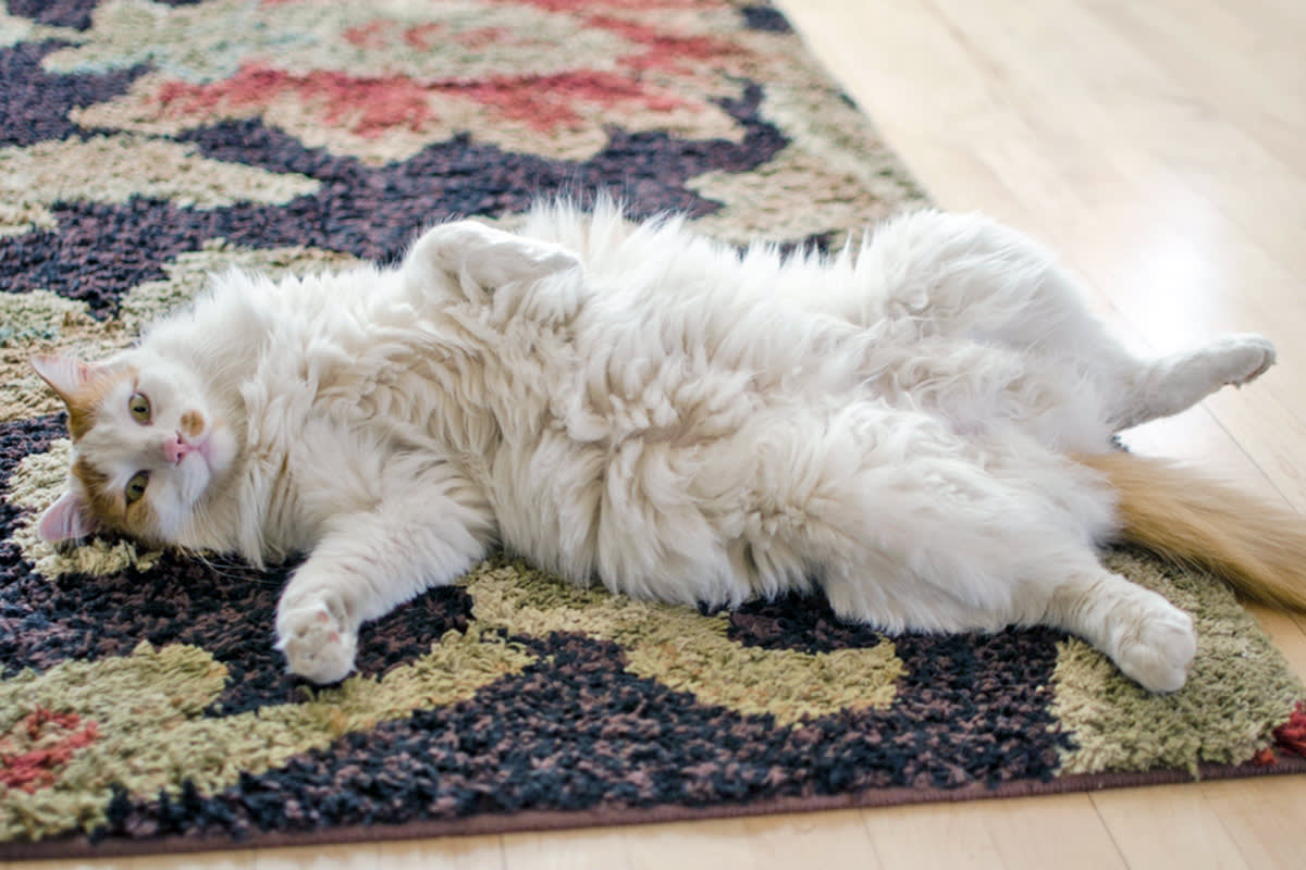 cat showing belly for belly rubs