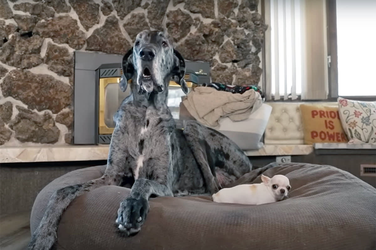 World's tallest dog and world's smallest dog