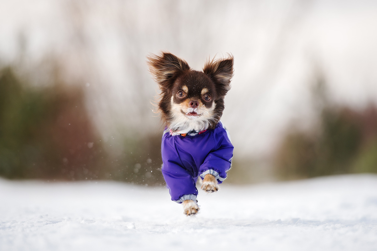 Dog running in snow