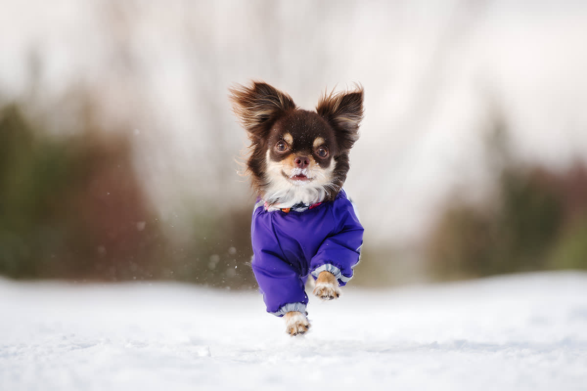Dog running in snow