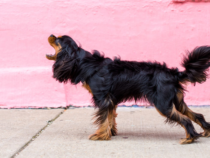 Dog barking on the sidewalk in front of a pink wall