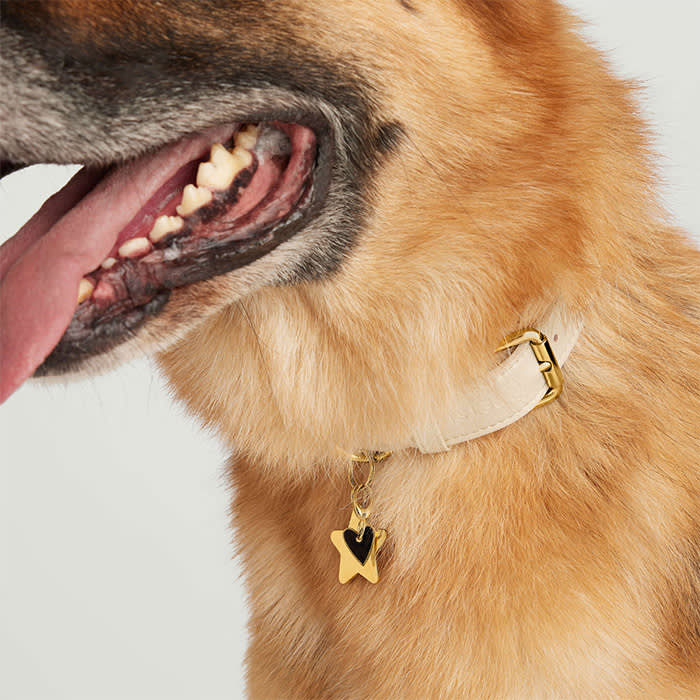a brown dog wearing a Mejuri pet tag 