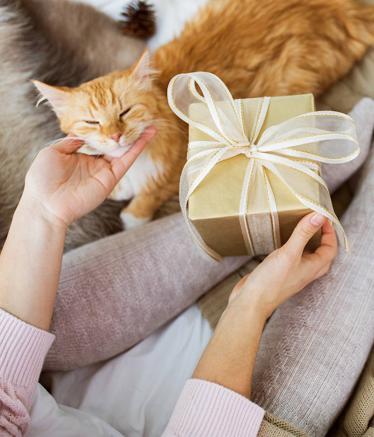 cat and human opening a present