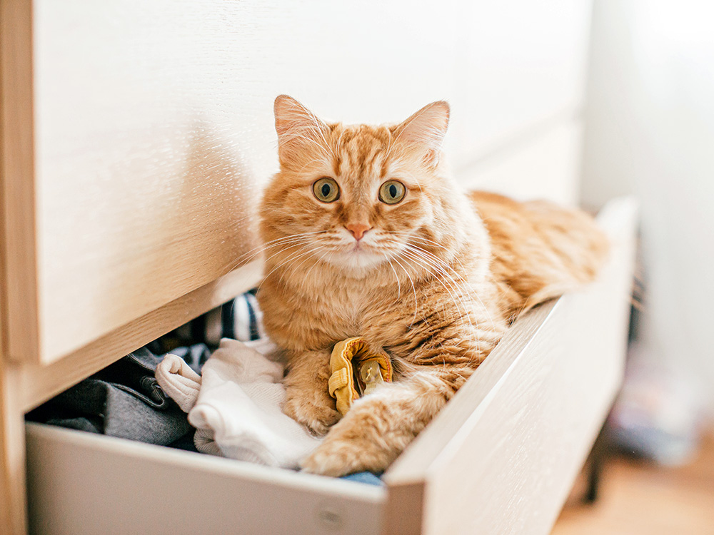 Cute orange cat laying in someone's clothes in a drawer.