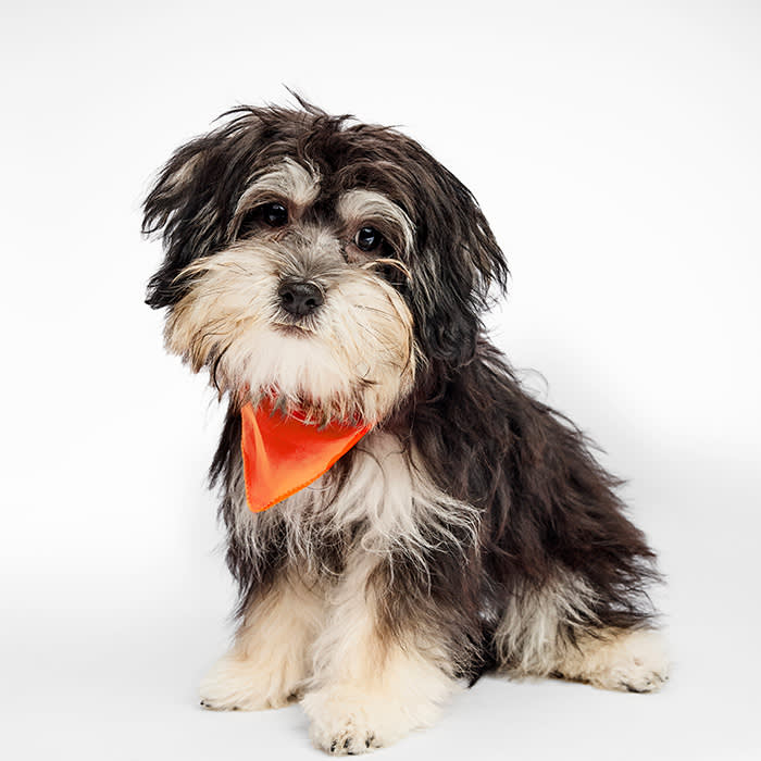 Delulu Puppy Bowl 2025