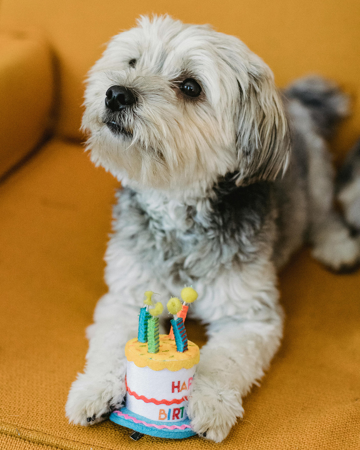 dog with a happy birthday toy
