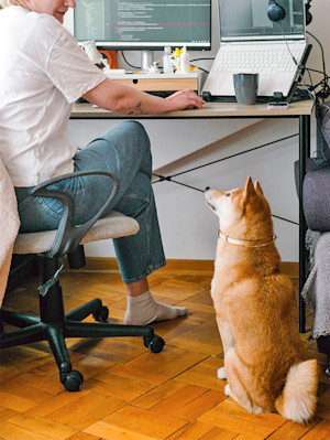 Cute Shiba Inu dog staring at owner to get their attention.