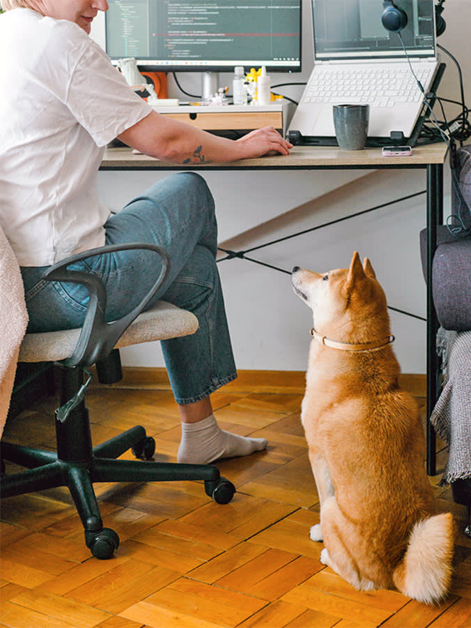 Cute Shiba Inu dog staring at owner to get their attention.