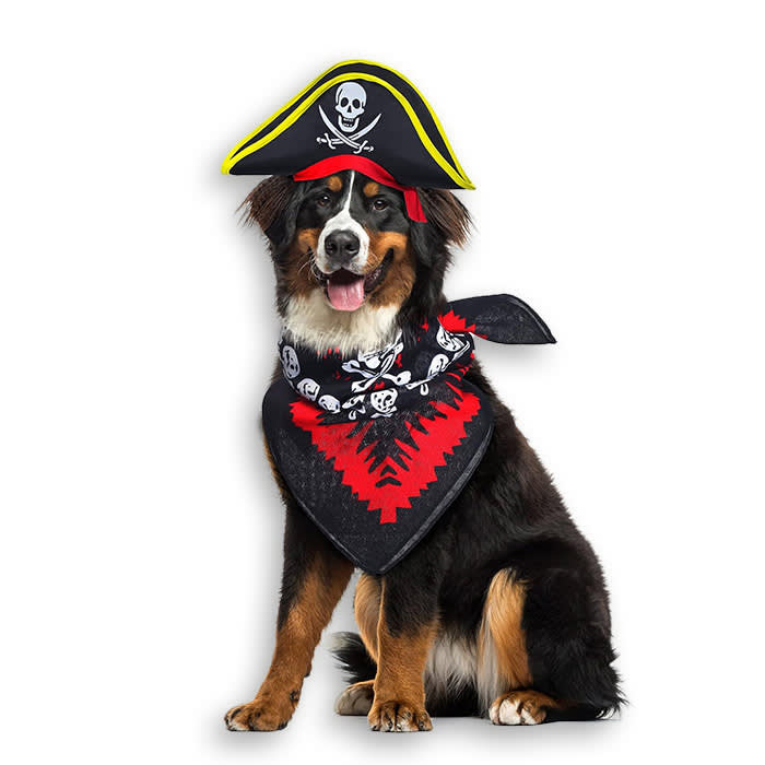 A dog in a pirate costume