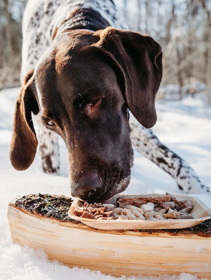 Large brown dog and Vital Essentials butcher cuts freeze dried dog food.