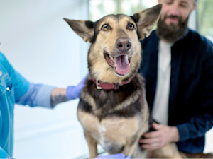 Cute dog at the vet's office.
