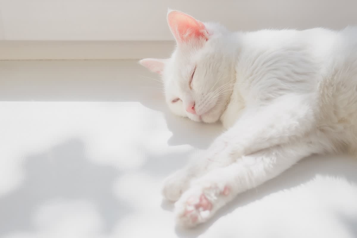 a picture of a white cat basking in the sun