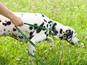 A dog sniffing for something in the grass. 