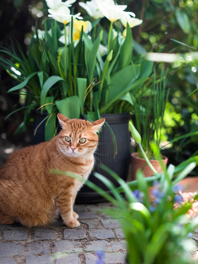 Ginger adult cat sits in flowering summer garden on pavement.