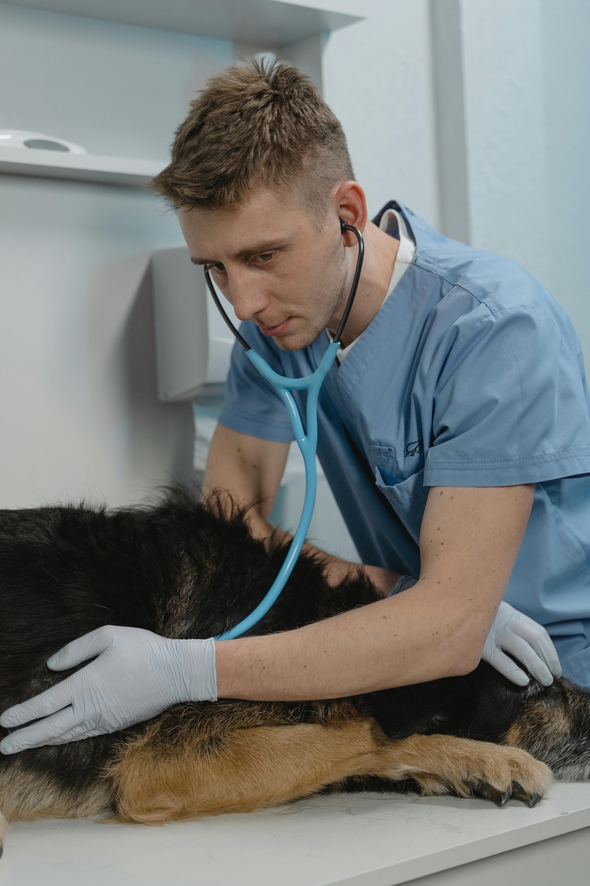 an image of a vet listening to a german shepherd's heart with a stethoscope