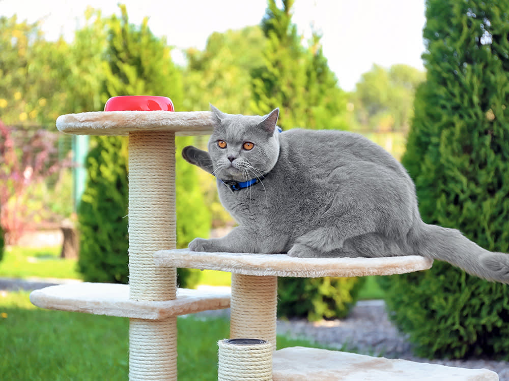 Fat Gray cat sitting on a cat tree outside.