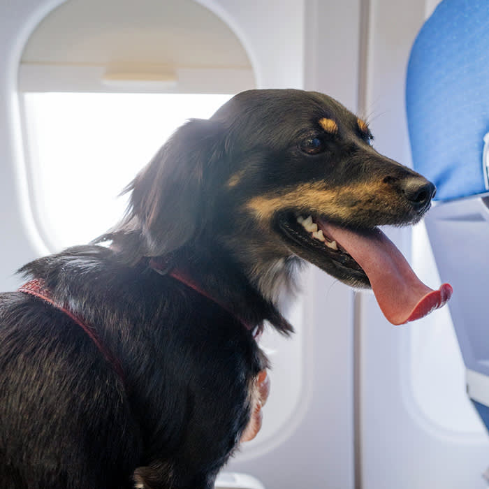 dog with ears back and panting while feeling anxious on a plane
