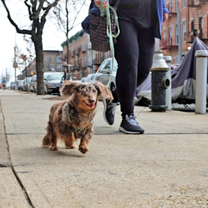 Woman walking her cute Dachshund dog outside on the sidewalk.