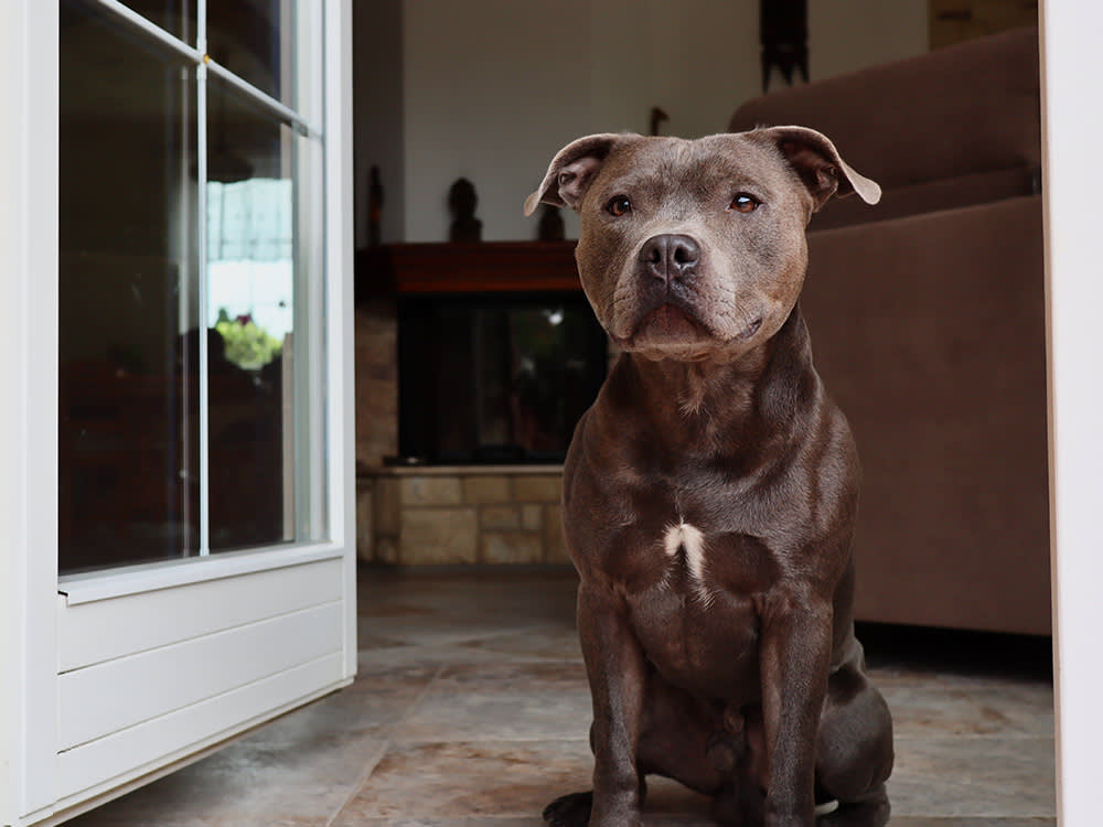 restricted breed Staffordshire Bull Terrier stands in doorway of apartment rental