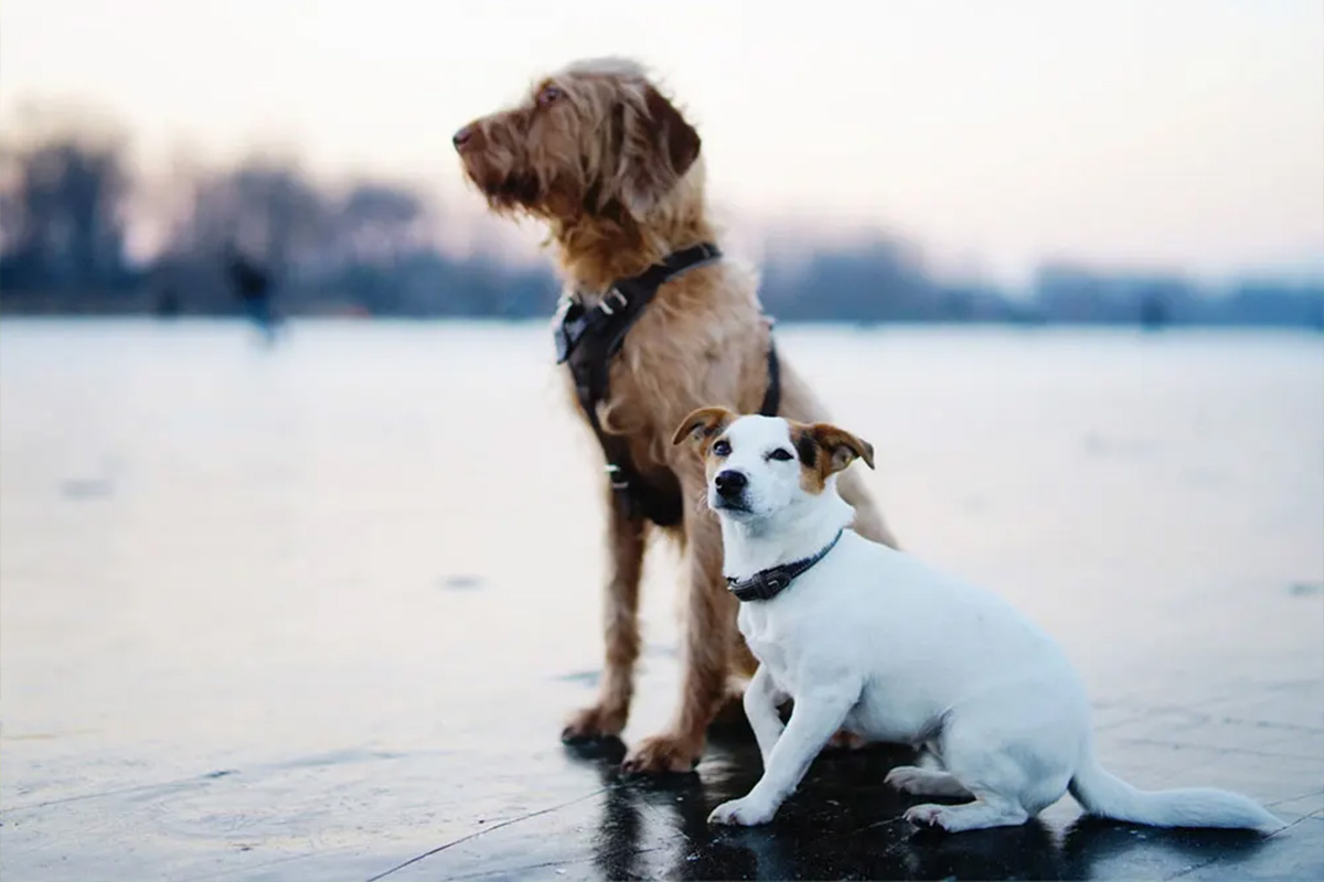 A small white dog stands next to a large brown dog on the shoreline.