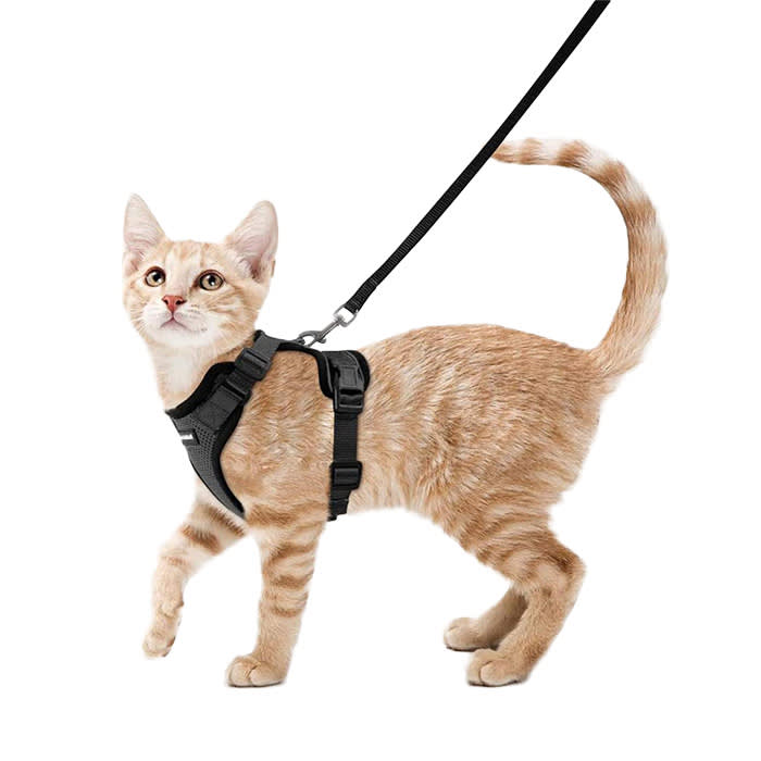 rabbitgoo cat harness