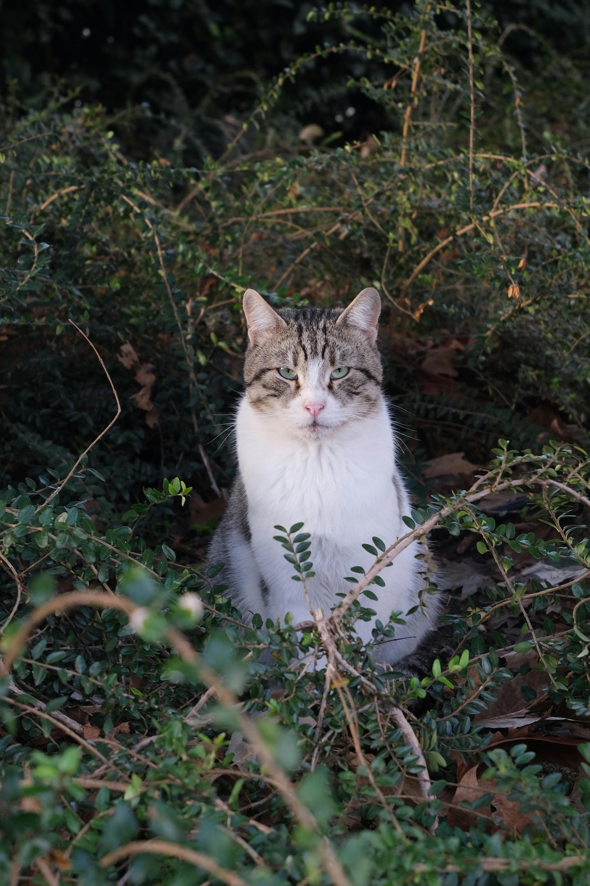 a picture of a white and grey cat sat in foliage staring intimidatingly at the camera