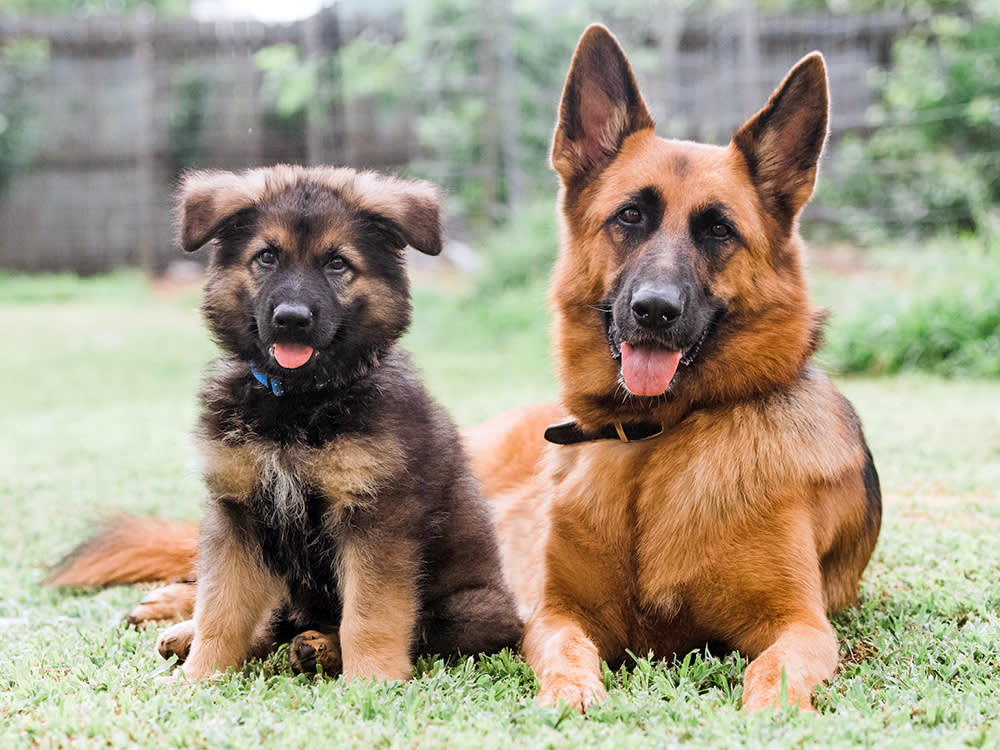German Shepherd Dog