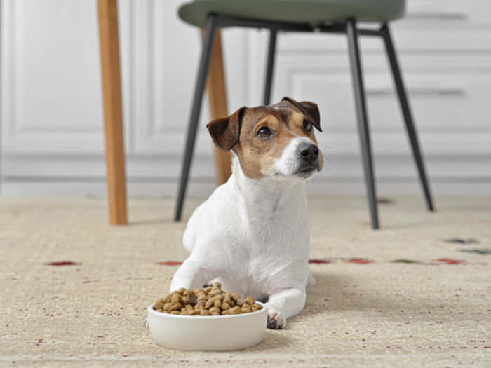 A dog sitting on the floor with a bowl of kibble. 