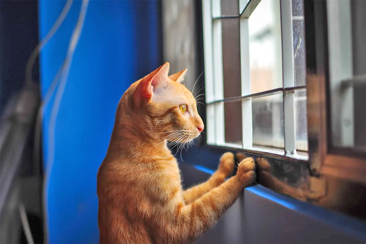 a cat staring out the window on their hind legs