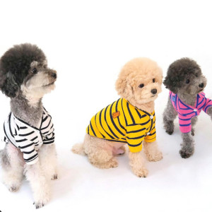toy poodles wearing sweaters