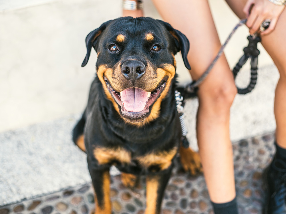 A brown-and-black dog stares at the camera, tongue out.