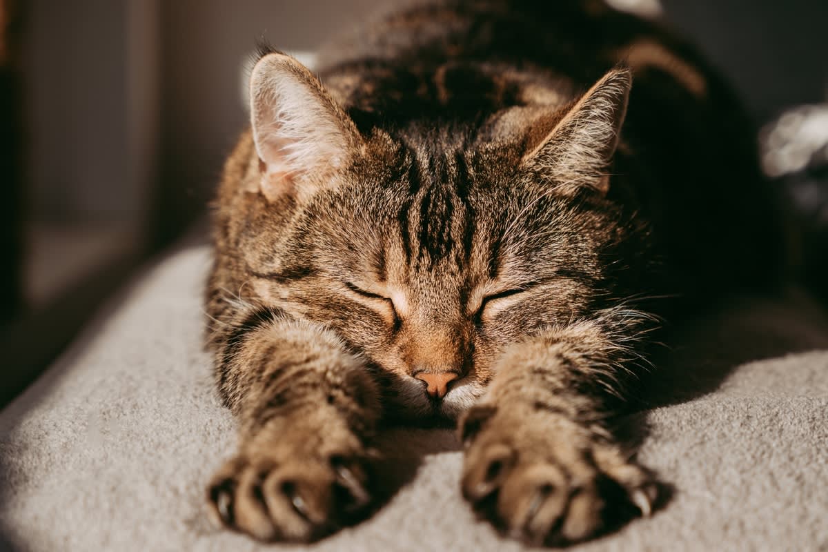 Cat sleeping in splooting position