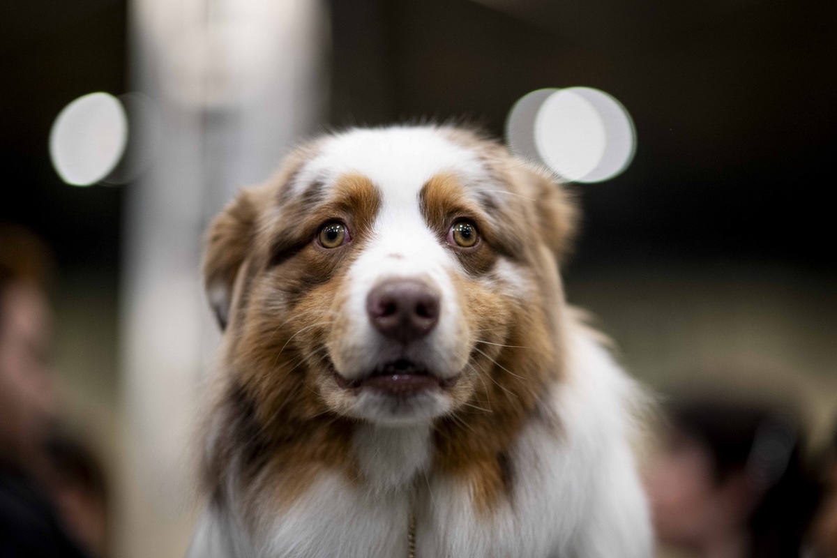 a picture of an australian shepherd looking at the camera