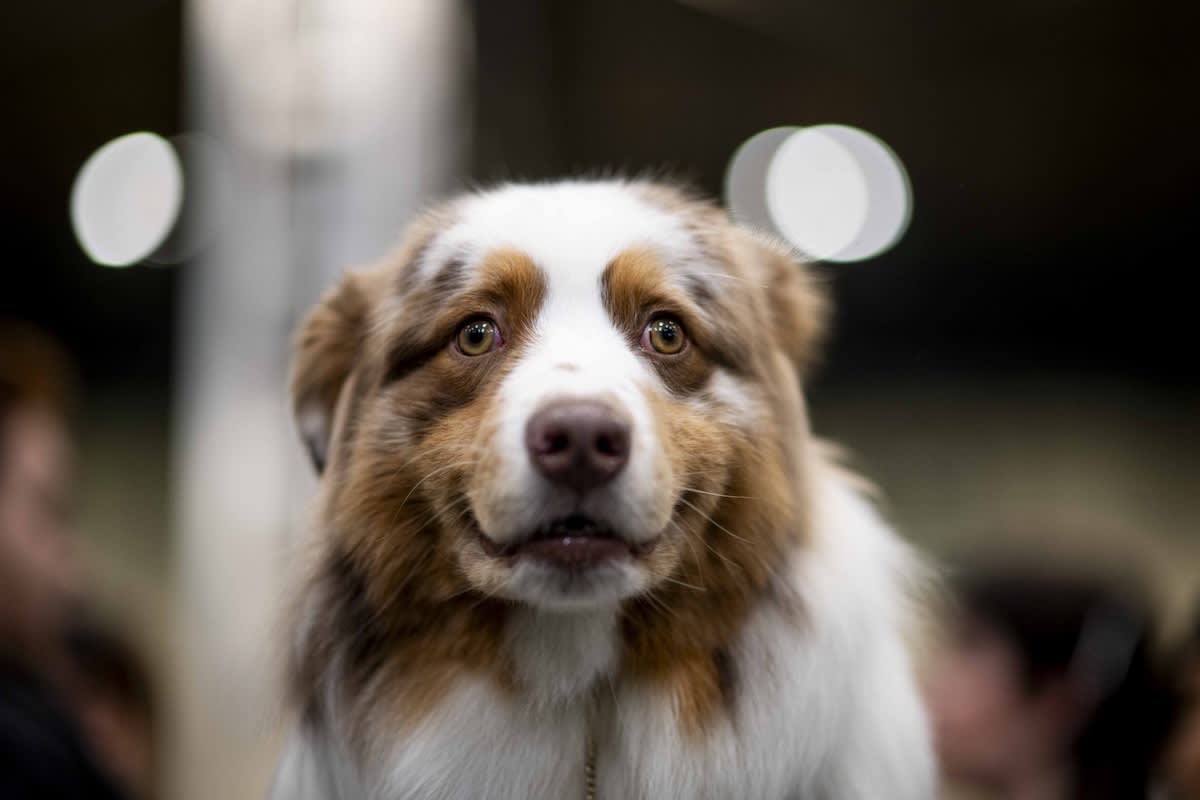 a picture of an australian shepherd looking at the camera