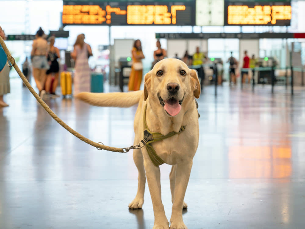 Dog on a leash at the airport.