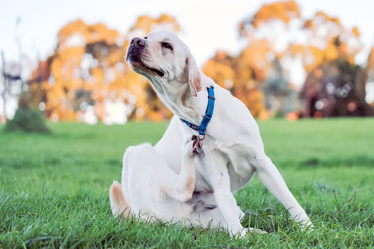dog itching and scratching