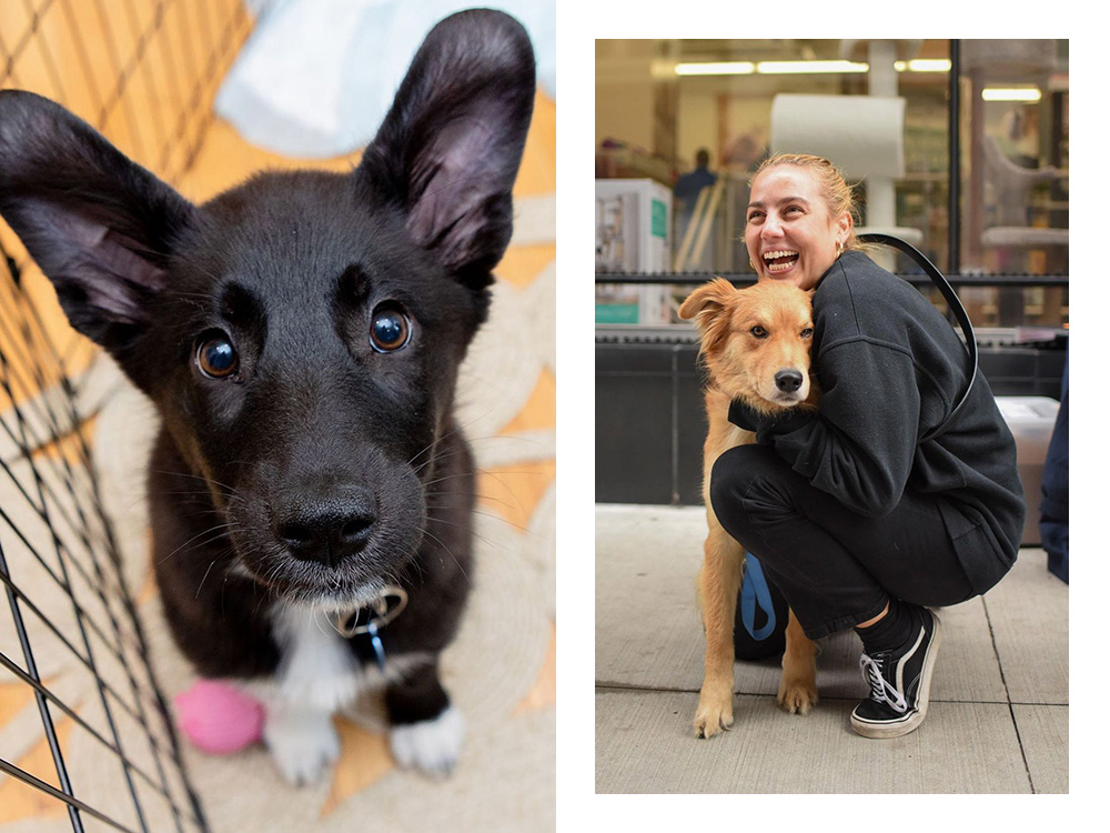 a black dog looks at the camera; a woman crouches with a brown dog 