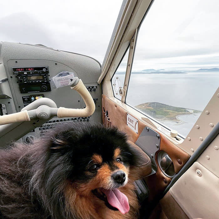 a dog on a Kenmore air fly-and-float flight