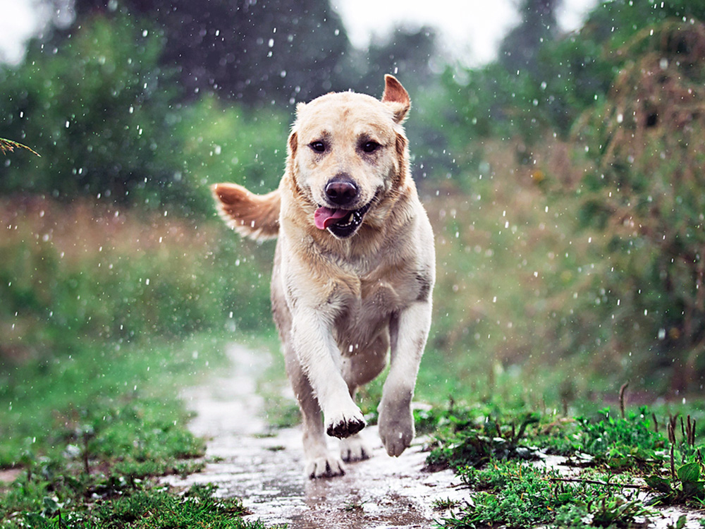 Cute Labrador dog running outside in the rain.