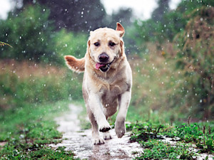 Cute Labrador dog running outside in the rain.