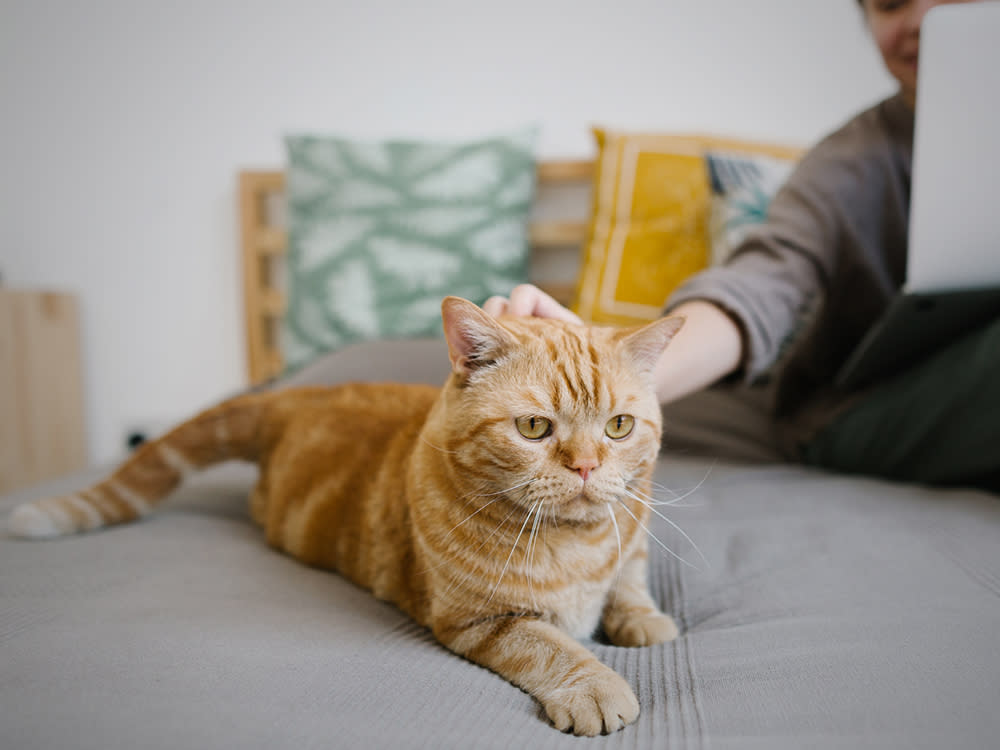 Owner pets senior ginger cat.