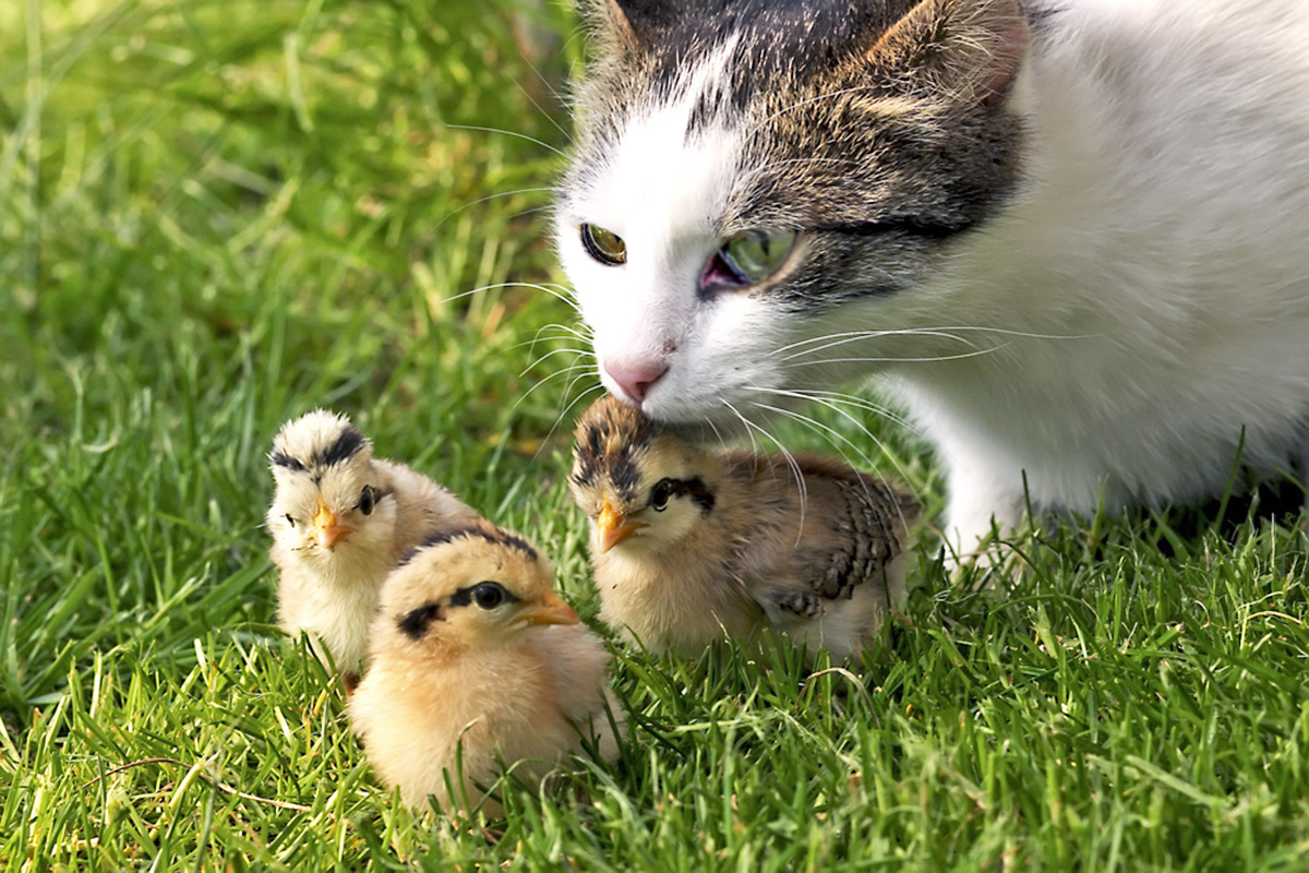 Cat with quail
