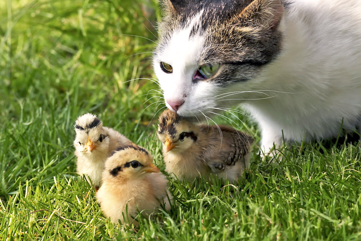 Cat with quail