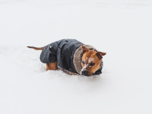 dog in snow wearing a coat