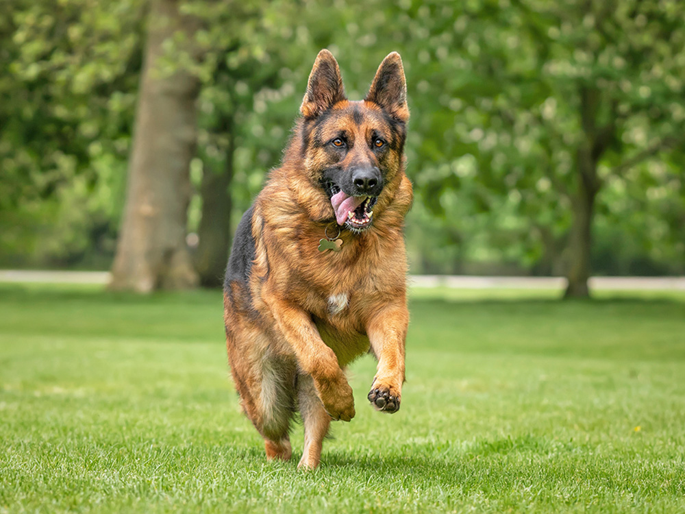 German Shepherd running