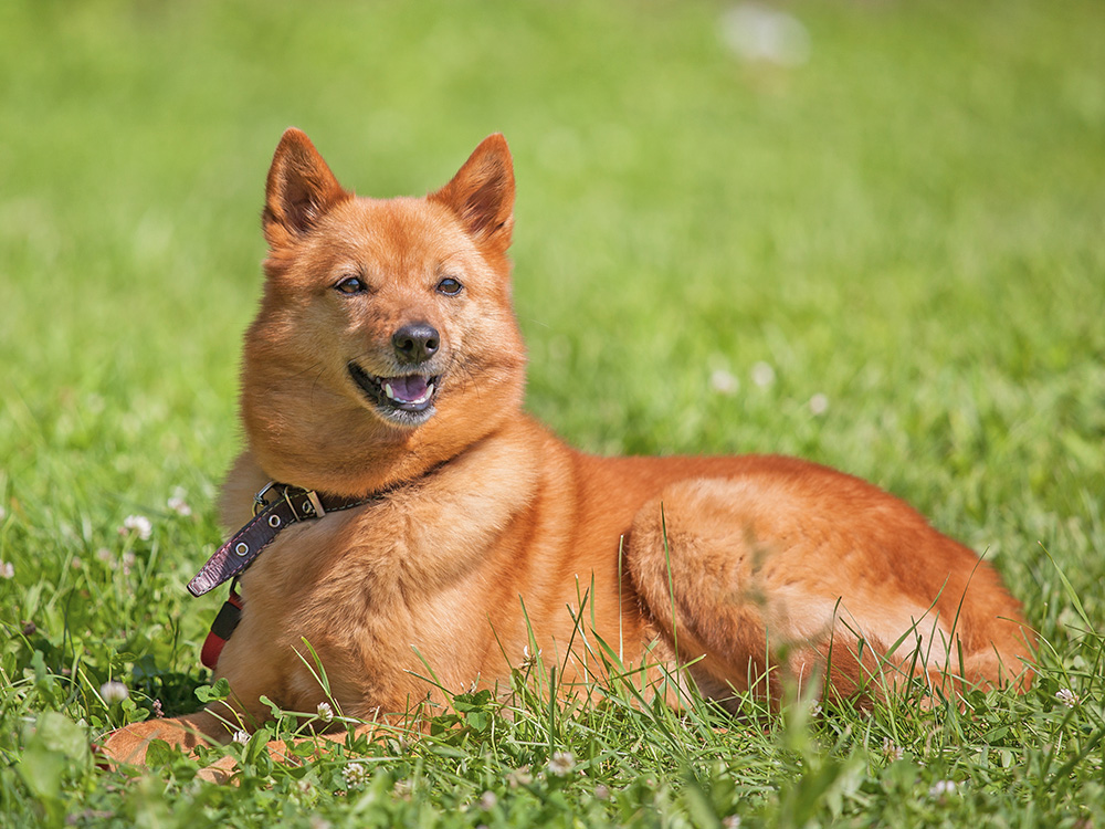 A large orange dog sits on green grass, mouth slightly open and looking happy.
